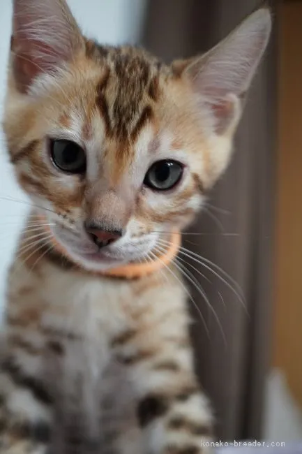 しょうへい 様のお迎えした子猫