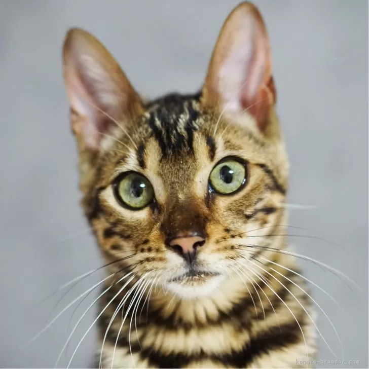 シロクロ 様のお迎えした子猫
