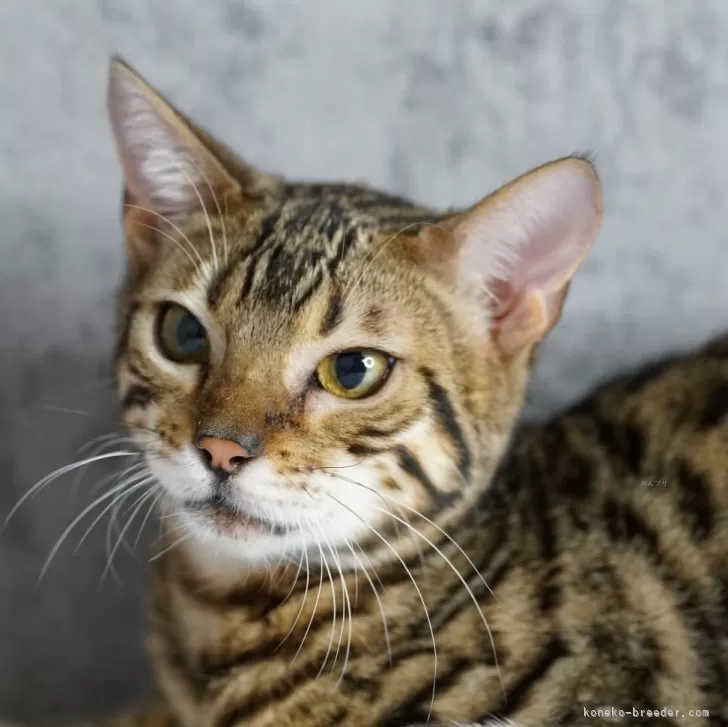 ID：2401-02339の子猫