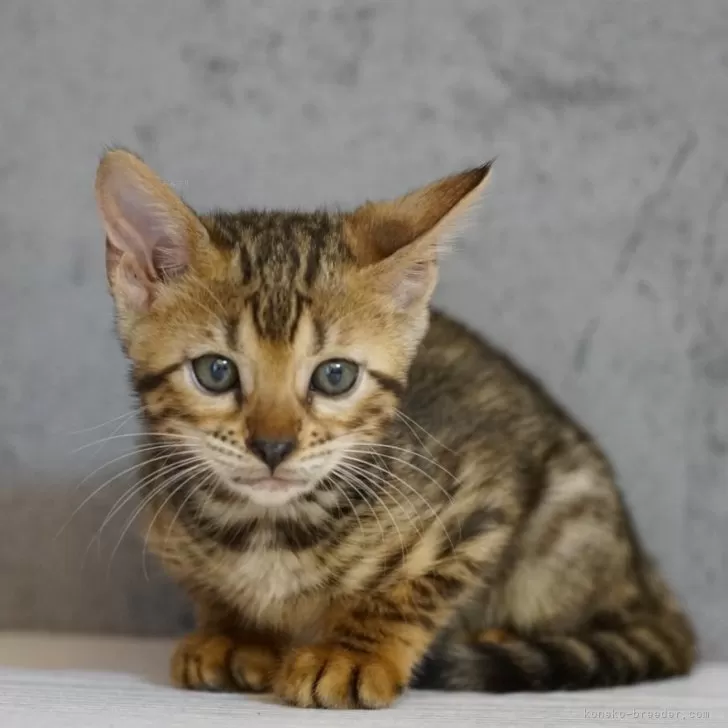 ID：2409-00911の子猫