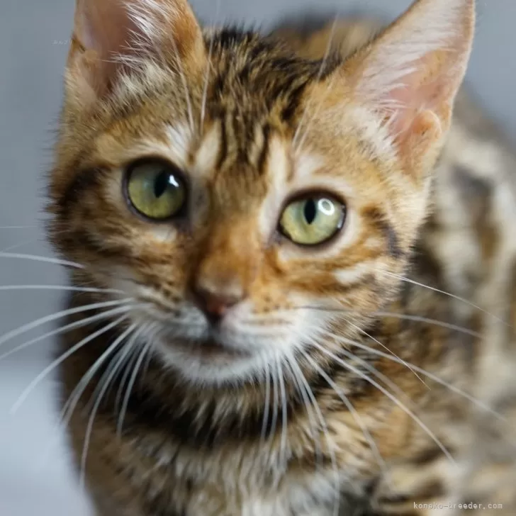 ID:2401-02311の子猫