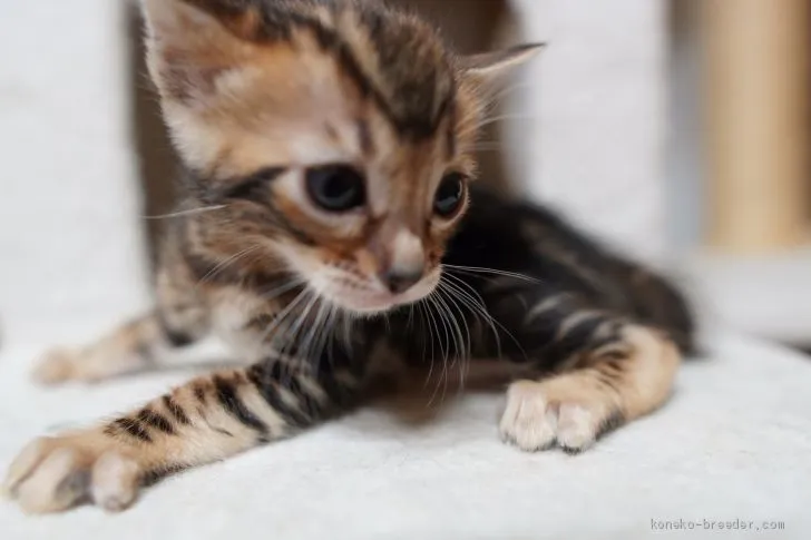 マミママ 様のお迎えした子猫