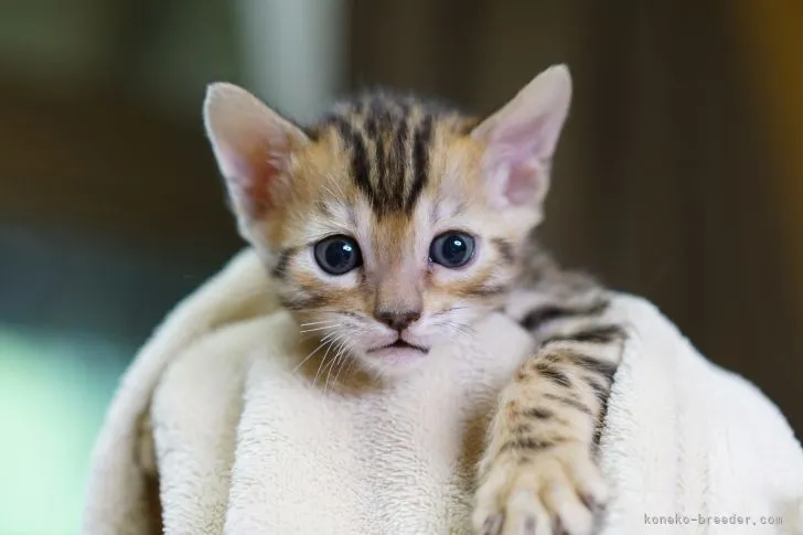 ID:2108-00775の子猫