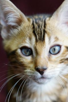 ベンガル【福岡県・男の子・2021年9月2日・ブラウンスポテッドタビー】の写真「カッコいい男の子。」