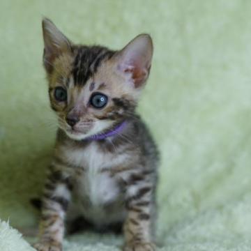 ベンガル【福岡県・女の子・2022年7月19日・ブラウンスポテッドタビー】の写真「小さめな女の子。」