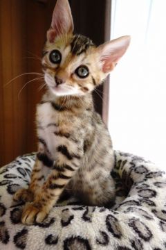 ベンガル【福岡県・女の子・2020年2月1日・ブラウンスポテッドタビー】の写真「おてんばな女の子。」