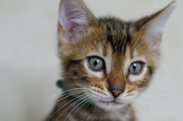 ベンガル【福岡県・男の子・2021年8月29日・ブラウンスポテッドタビー】の写真「可愛らしい男の子。」