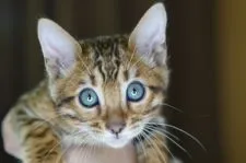 ベンガル【福岡県・男の子・2021年2月7日・ブラウンスポテッドタビー】の写真1