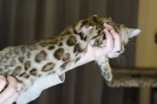 ベンガル【福岡県・男の子・2021年2月7日・ブラウンスポテッドタビー】の写真2