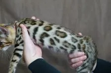 ベンガル【福岡県・男の子・2021年9月17日・ブラウンスポテッドタビー】の写真3