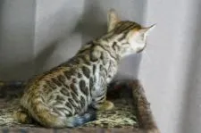 ベンガル【福岡県・男の子・2021年2月7日・ブラウンスポテッドタビー】の写真4