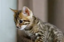 ベンガル【福岡県・男の子・2021年2月7日・ブラウンスポテッドタビー】の写真5