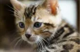 ベンガル【福岡県・男の子・2023年4月10日・ブラウンスポテッドタビー】の写真5