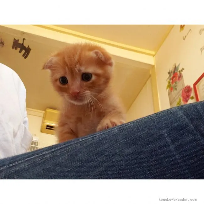 ID：2006-00076の子猫