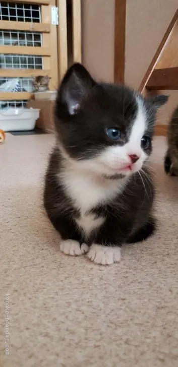 ID:1904-00462の子猫