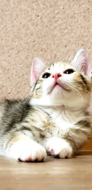 ID：1908-01368の子猫
