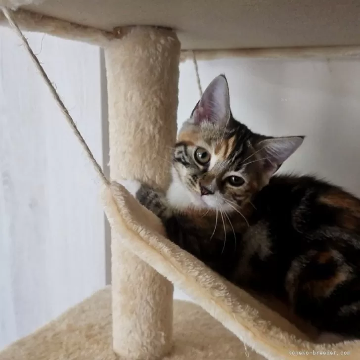 ID:2406-00355の子猫