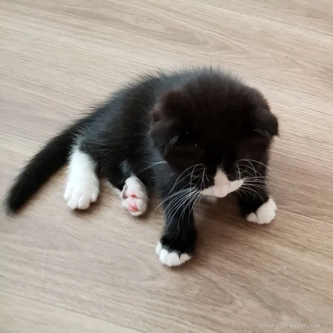 ID：2001-00025の子猫