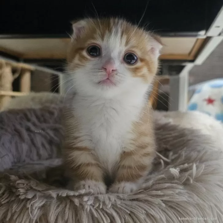 ID：2403-00951の子猫