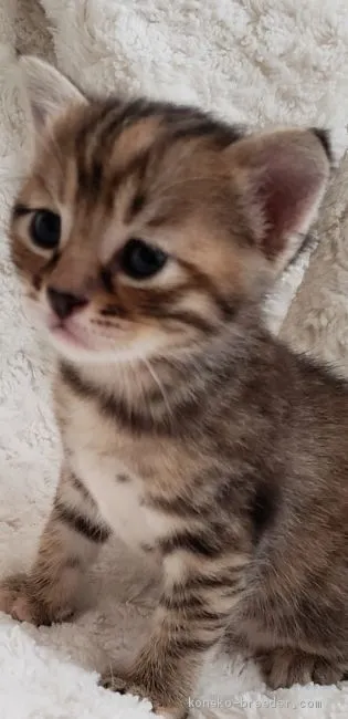 ID：1908-01401の子猫