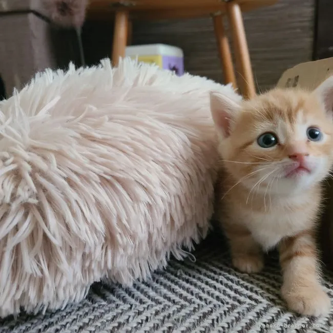 ID:2111-00493の子猫