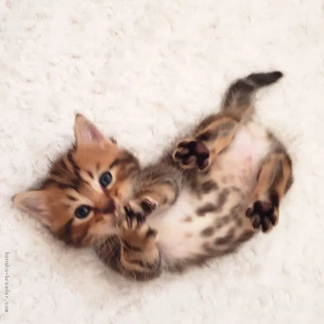 ID：2006-00078の子猫