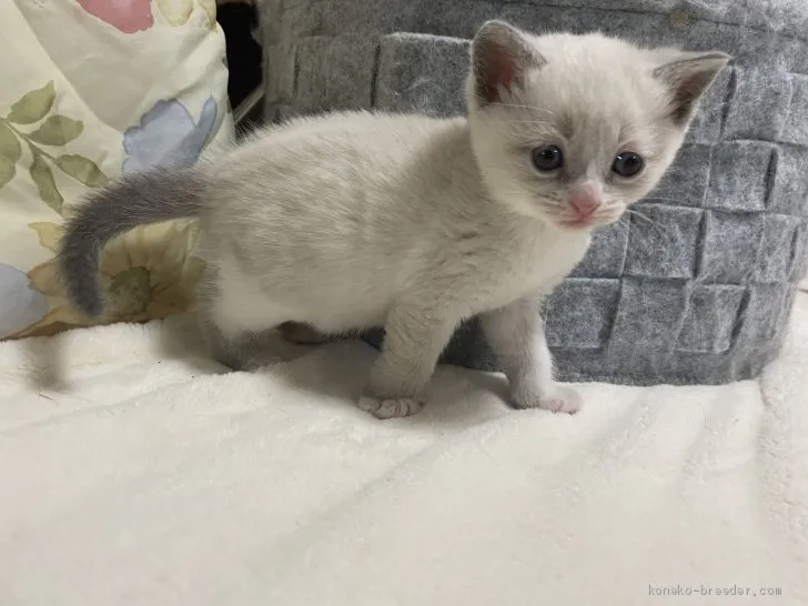 ID：2101-00482の子猫