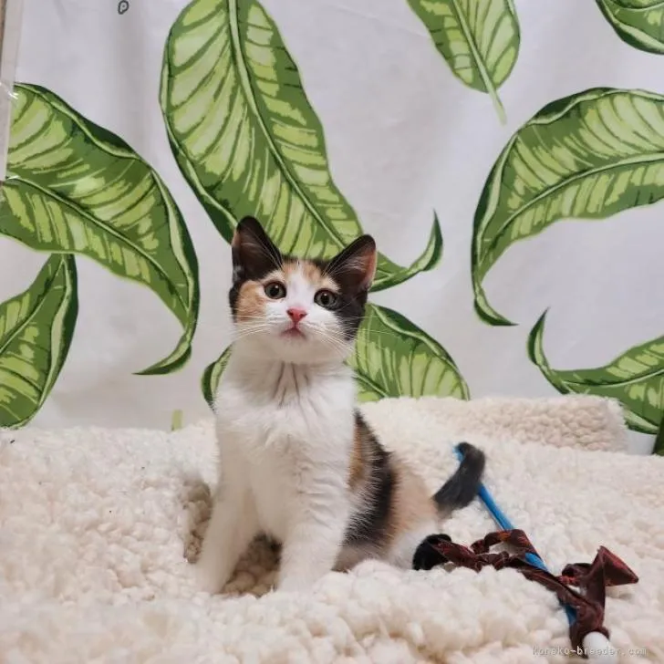 ID：2301-00700の子猫