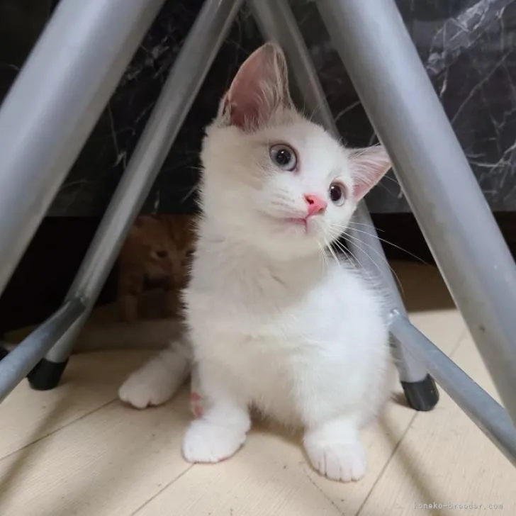 ID：2206-01122の子猫