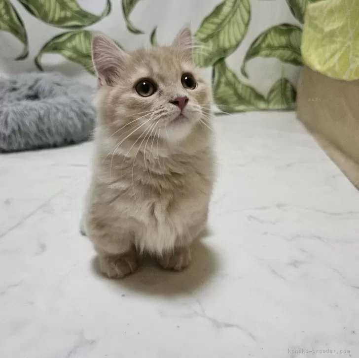 だーほん 様のお迎えした子猫