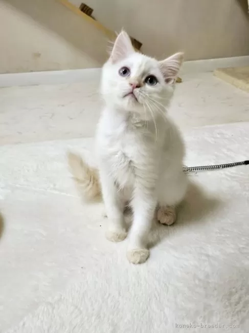 ID:2311-00893の子猫