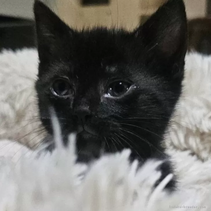 ID：2403-02131の子猫