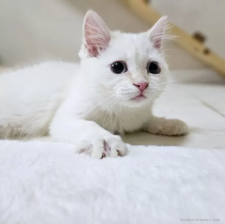 ID：2311-00736の子猫