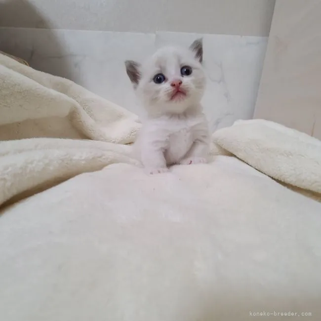ID：2206-01007の子猫