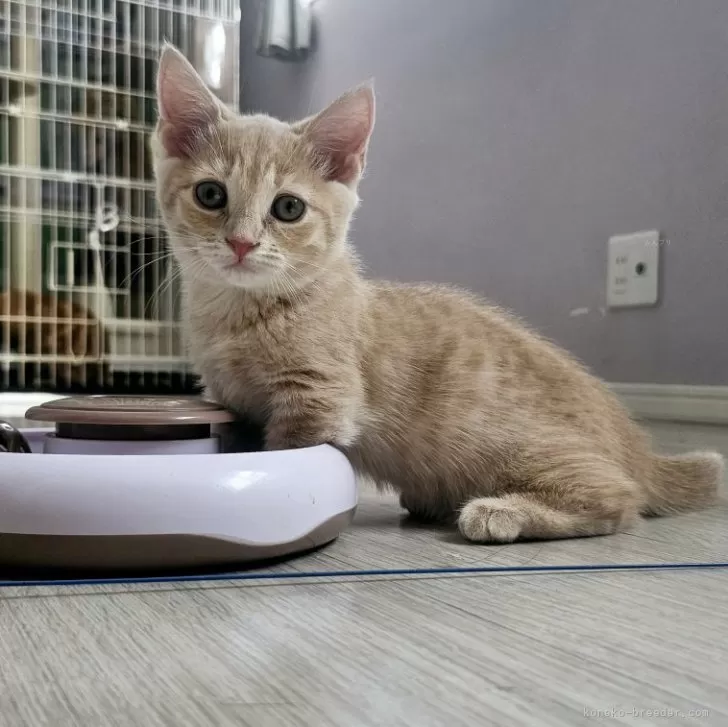 ID：2406-03161の子猫