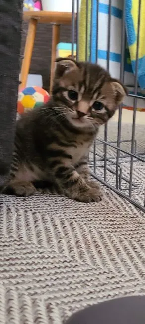 ID:2107-02022の子猫