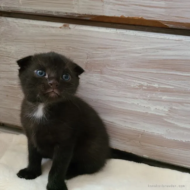 ID：2112-00256の子猫