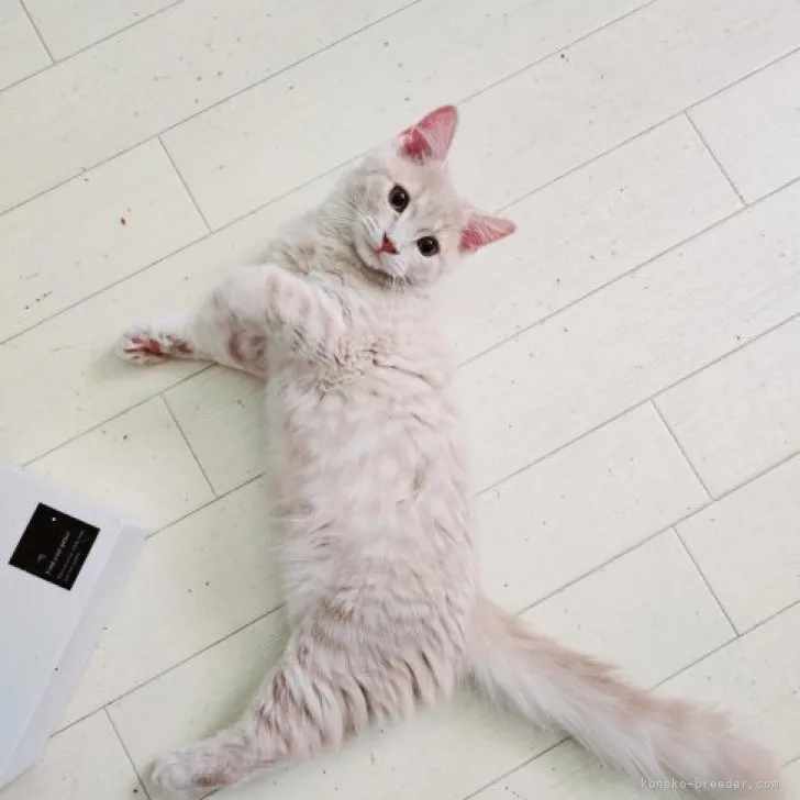 ID:2305-03004の子猫