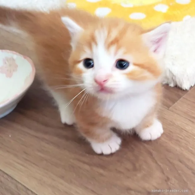 ID:2006-00068の子猫