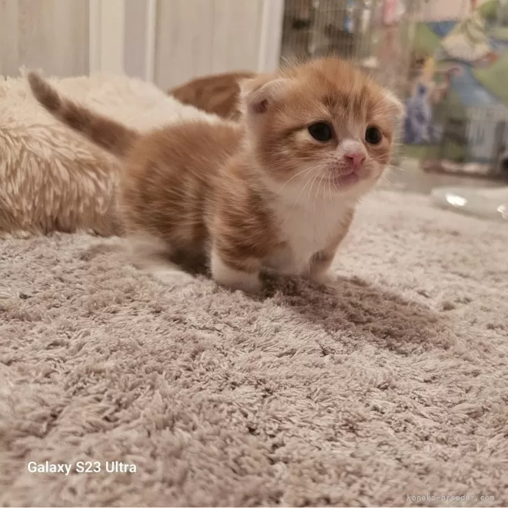 ID:2411-02659の子猫