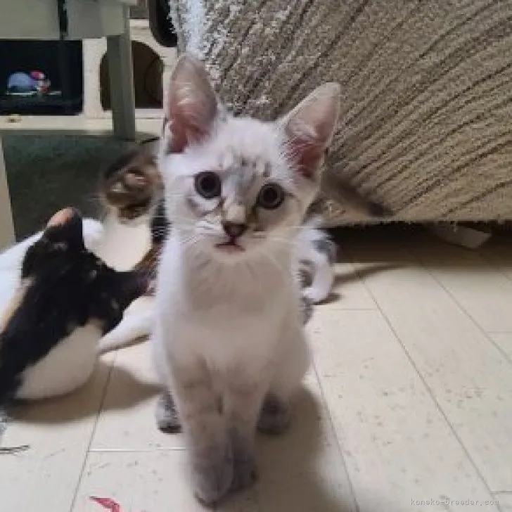 ID:2303-00201の子猫