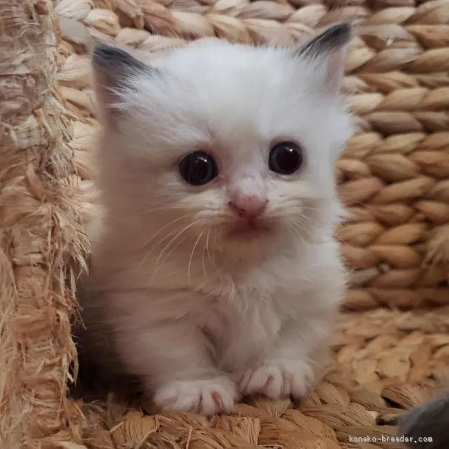 ID：2009-00933の子猫