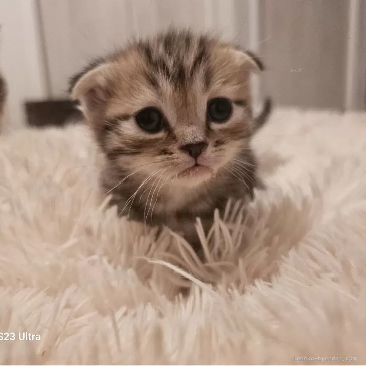ID：2411-02657の子猫