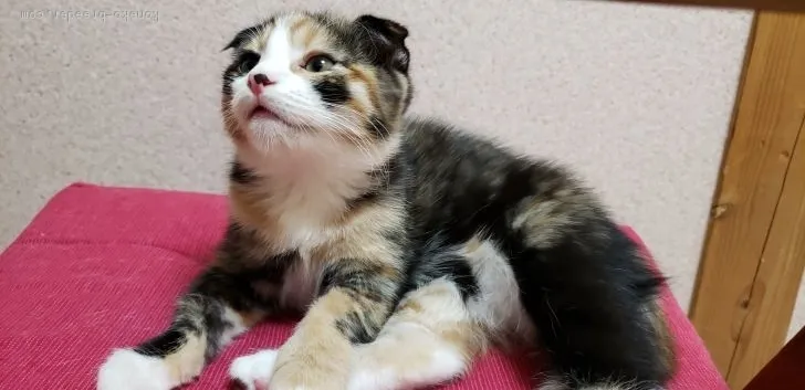 プレザ 様のお迎えした子猫