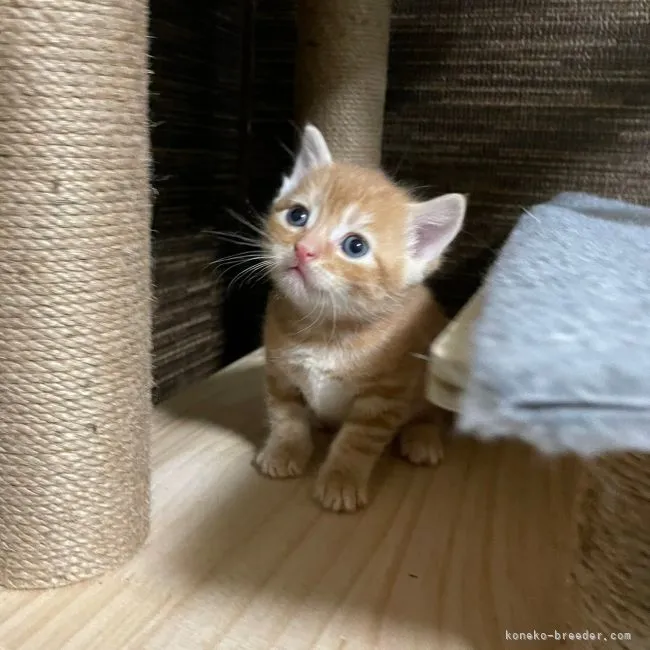 N.Y 様のお迎えした子猫