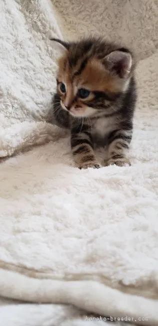 ID：1904-00122の子猫