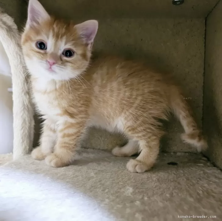 ID：2403-01621の子猫