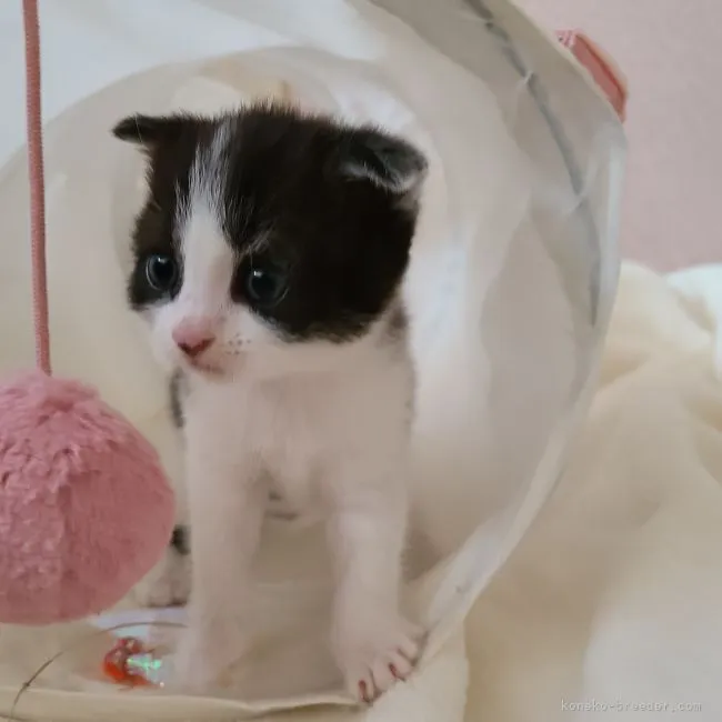 ID：2105-01863の子猫