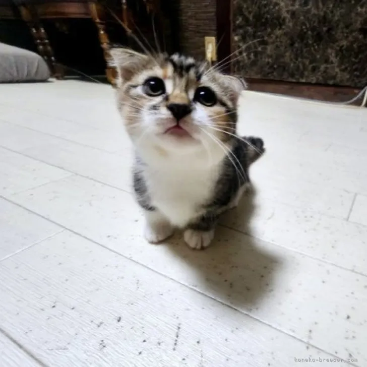 ID:2308-00082の子猫