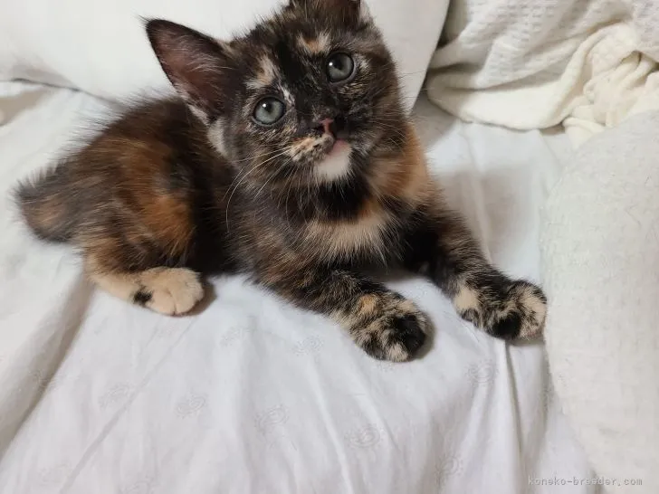 ID:2107-02030の子猫